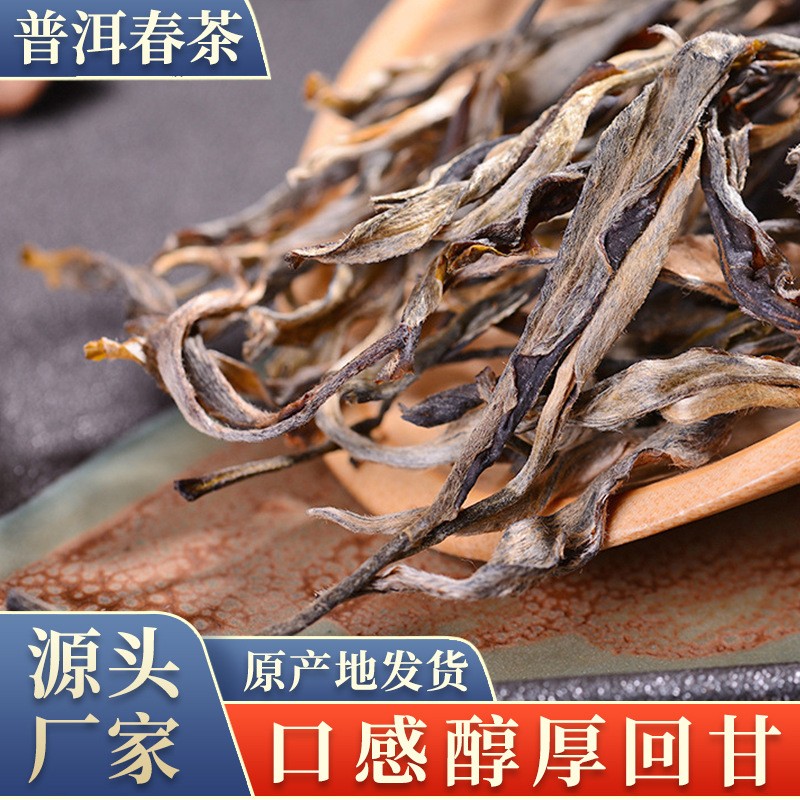 源头厂家茶叶春茶云南普洱茶普洱生茶普洱茶散茶非古树原料生普茶