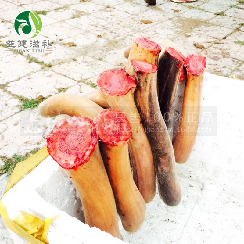 [益健]梅花鹿 鹿茸 可切连刀当年精壮梅花鹿 整枝 鹿场直销图3