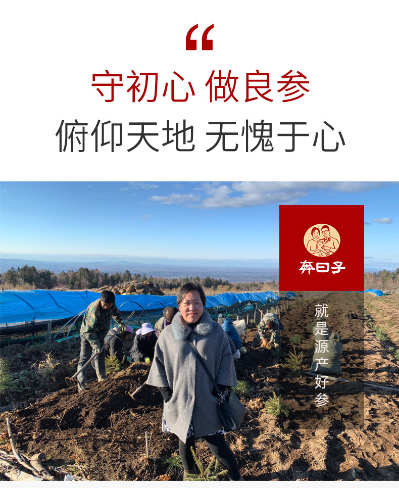 有机人参片_05.jpg