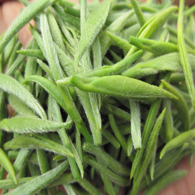 信阳毛尖茶叶绿茶春茶毛尖茶 源产直销125g装包邮
