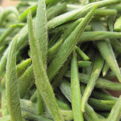 信阳毛尖厂家直销新茶雨前早期优品绿茶散装茶叶 批发