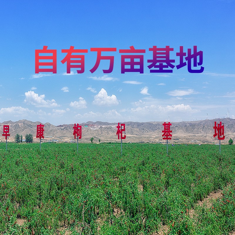 早康枸杞宁夏枸杞中宁批发枸杞子特优级枸杞原浆厂家非黑枸杞250g图4