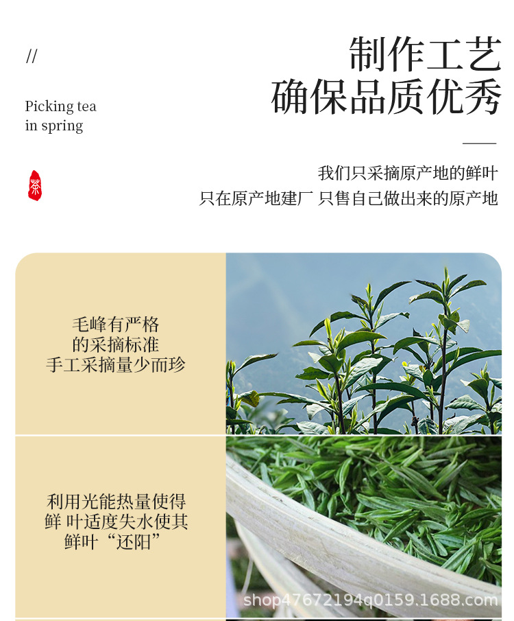 绿茶1_06.jpg