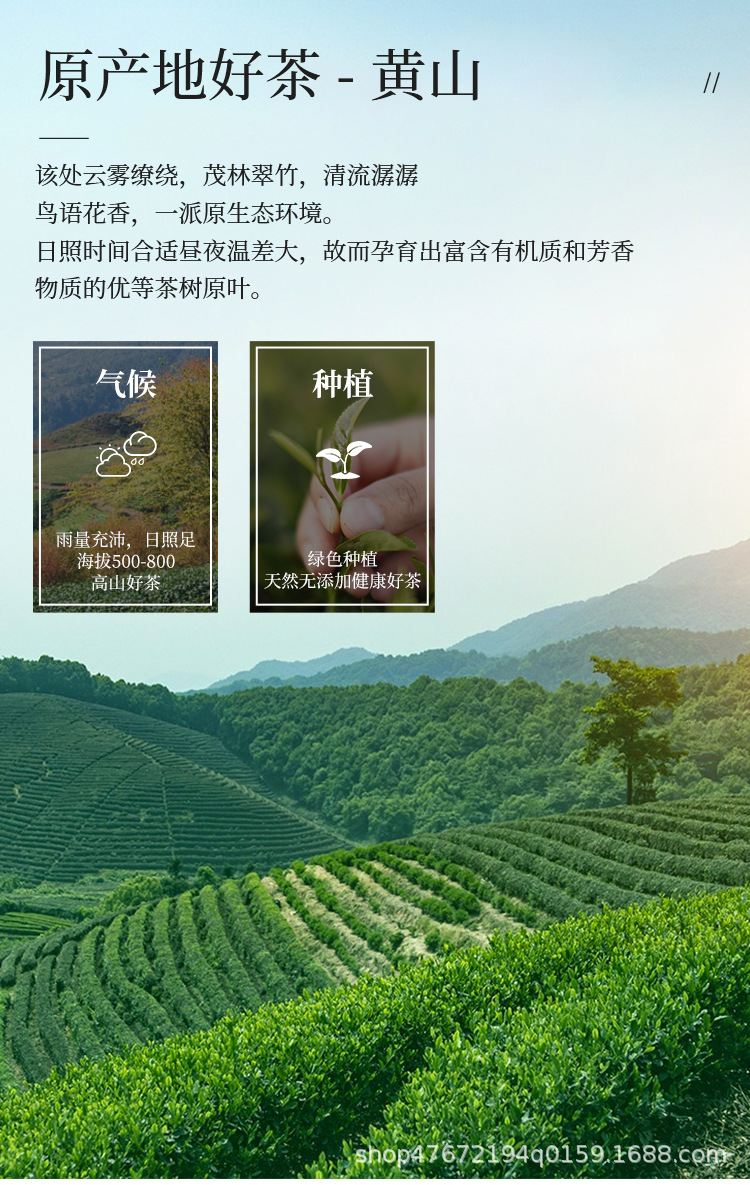 绿茶1_05.jpg