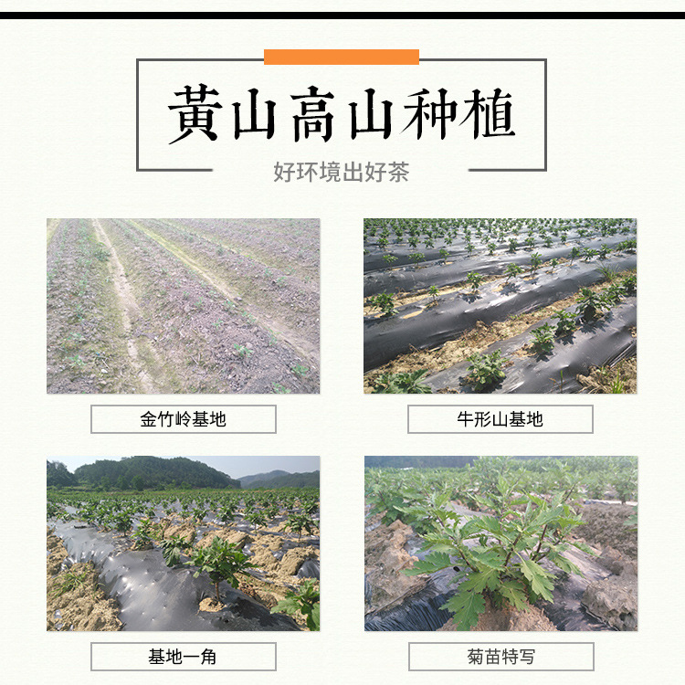 金丝皇菊（袋装2）_05