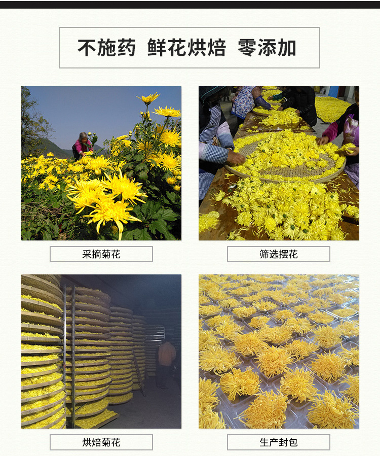 金丝皇菊（袋装2）_08