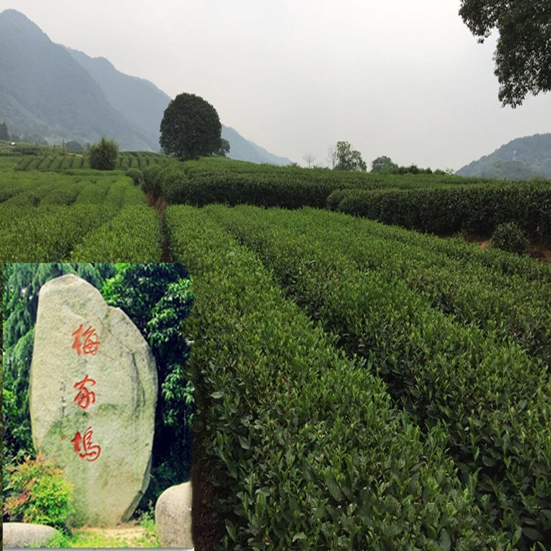 梅家坞龙井色香味齐全散装绿茶批发龙井春茶豆香浓500克口感好茶