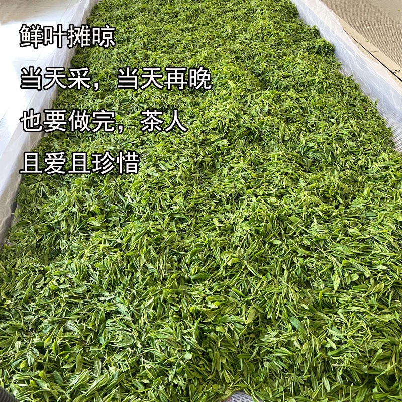 2022新茶黄山毛峰散装批发明前浓香型安徽黄山绿茶叶土种毛尖春茶图2