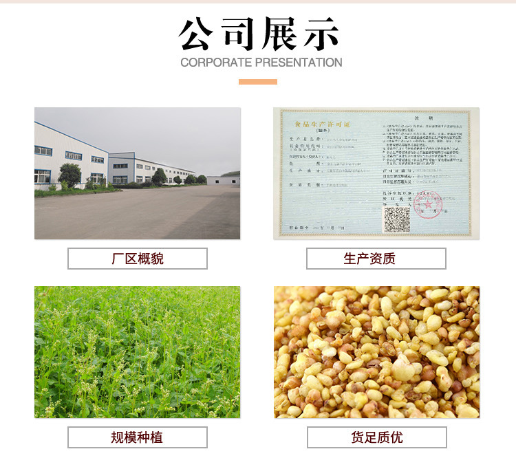 黄苦荞_01