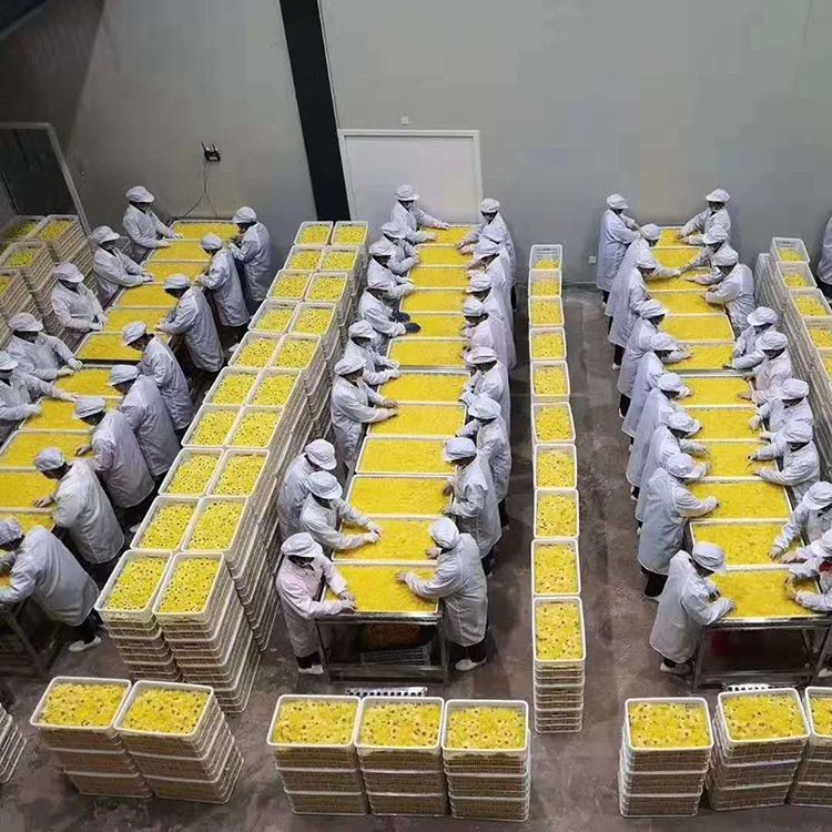 2021年黄山 金丝皇菊 黄菊花茶 罐装20克 花草茶 菊花 批发图3