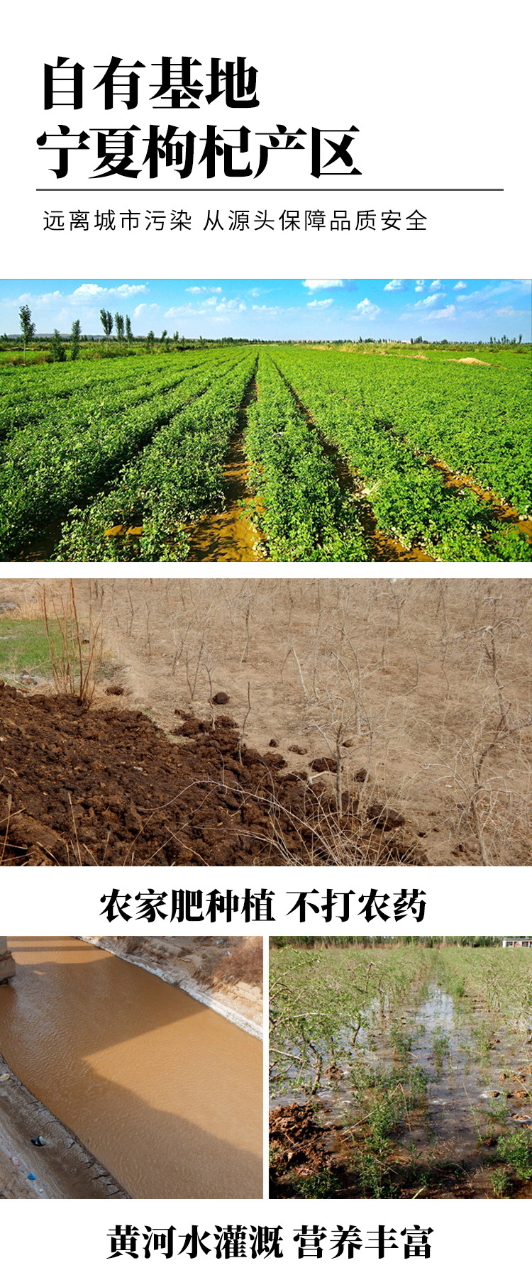 一箱枸杞枸杞_05