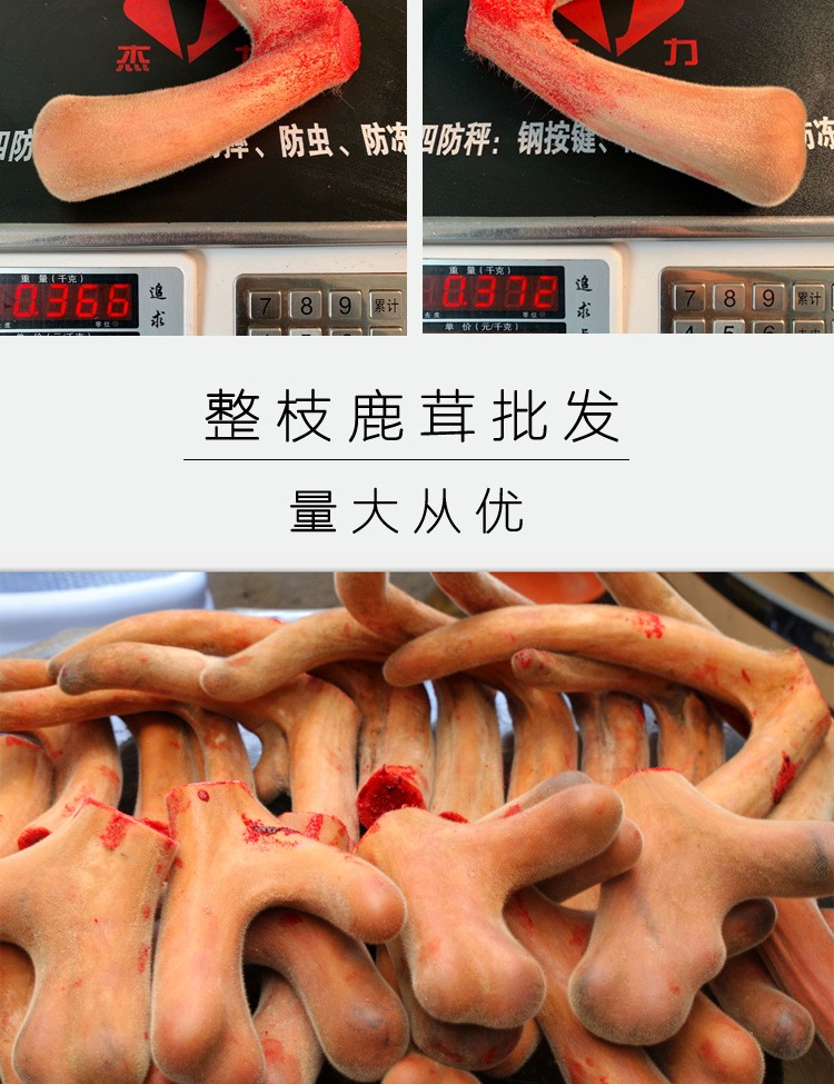 招代理】鹿茸整枝吉林梅花鹿东北头茬二杠泡酒新鲜片鹿鞭鹿场批发图4