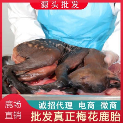招代理】鹿场双阳梅花鹿胎胎盘胎粉女性调理滋补不是膏鹿场批发