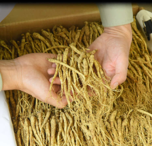 泡茶人参 长白山人参山参干货林下参茶泡酒煲汤泡茶东北特产图4