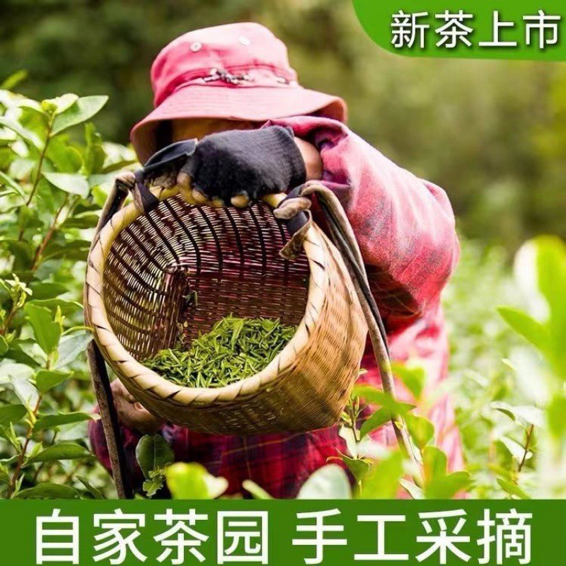 西湖绿茶龙井茶明前特级黄版浓香豆香浓郁特级龙井绿茶也250g图3