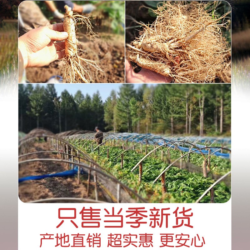 西洋参粒头东北吉林整枝酉详羊叁期祺其长白山花旗段批发一件代发图3