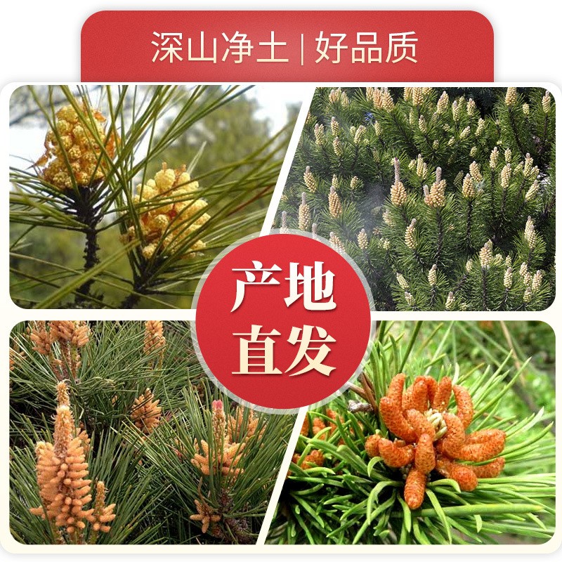 吉林产地厂家批发新野生松花粉原粉头茬花粉长白山破壁松花粉图2