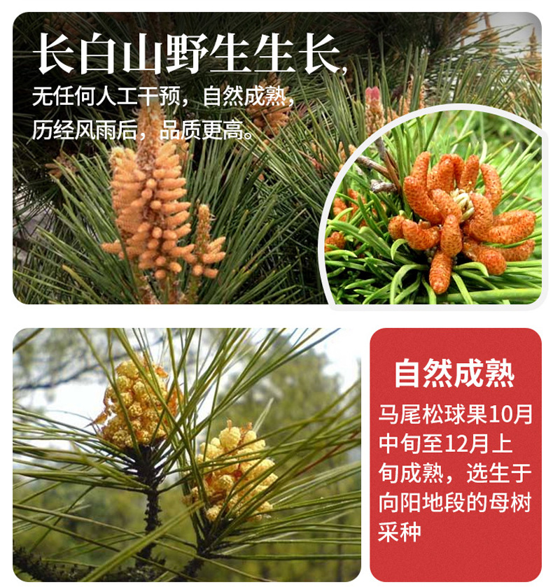 松花粉_04.jpg