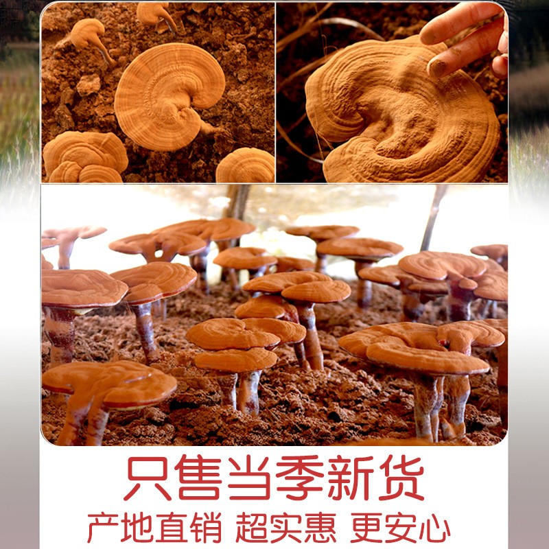 灵芝500g整枝东北散装紫灵芝林芝自然长白山大灵芝泡酒可切片粉图2