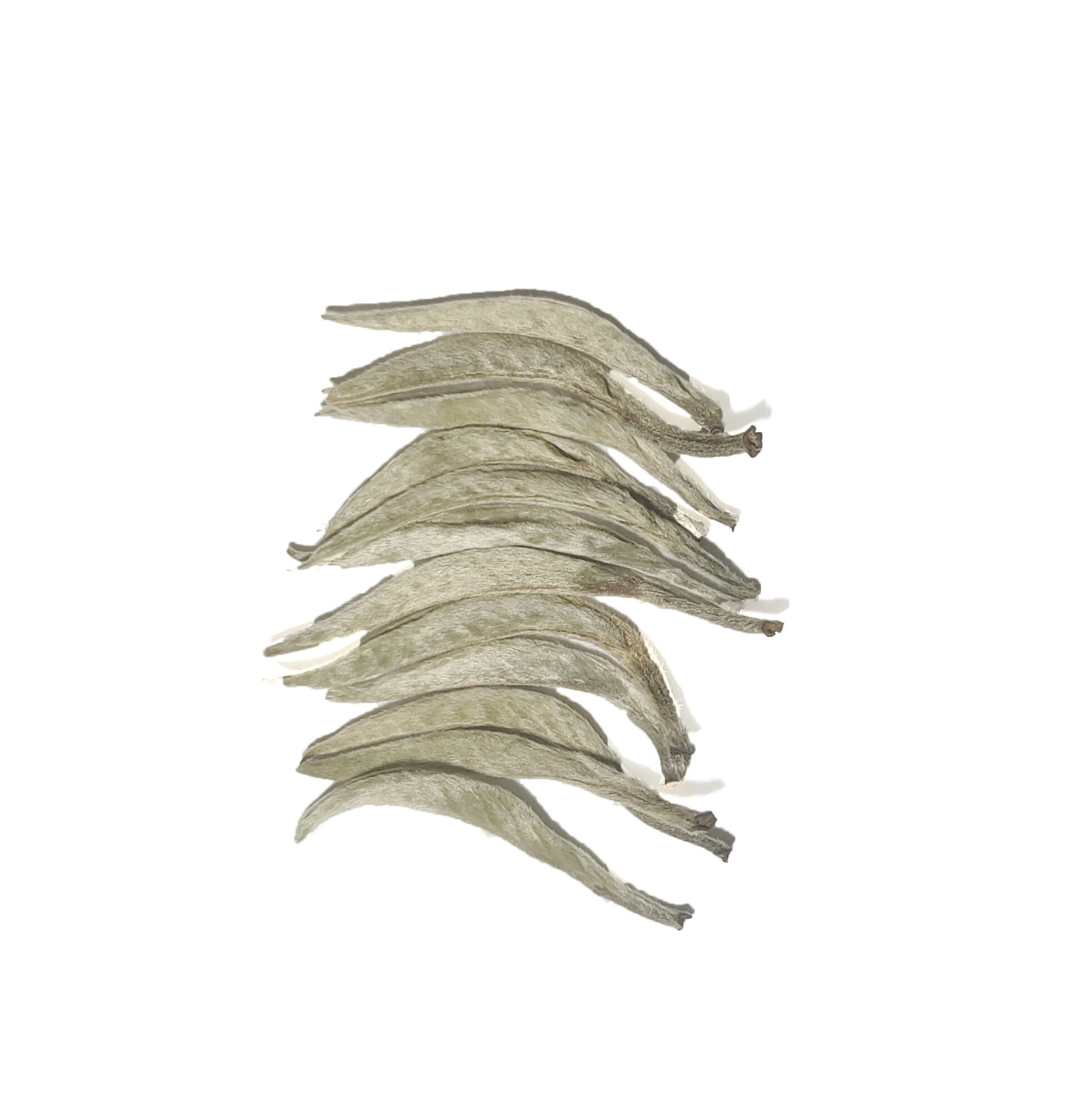 云南景谷白毫银针白茶散茶50g小样 古树白豪大白芽散装新茶叶批发图5