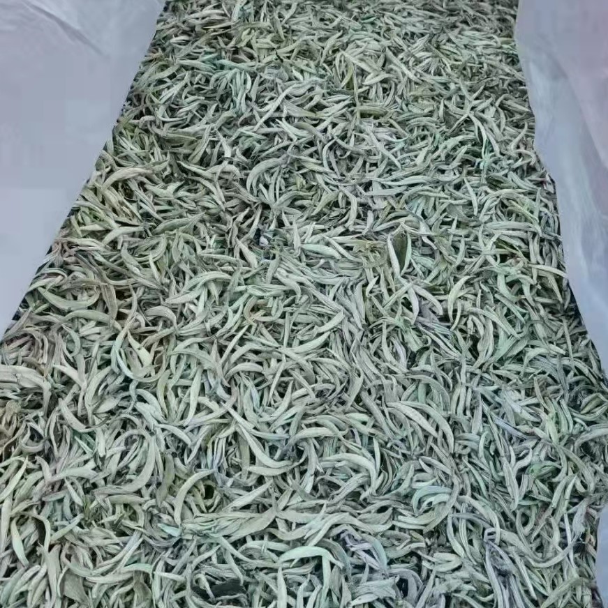 云南景谷白毫银针白茶散茶50g小样 古树白豪大白芽散装新茶叶批发图2