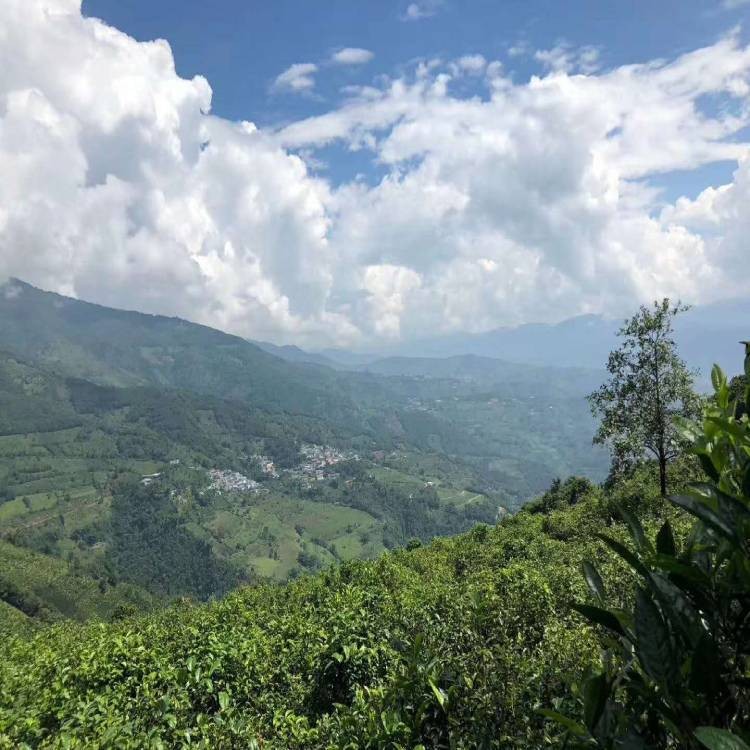 咏普号中国红 云南凤庆中国红茶 配方茶 高海拔 自有古茶园880亩图3