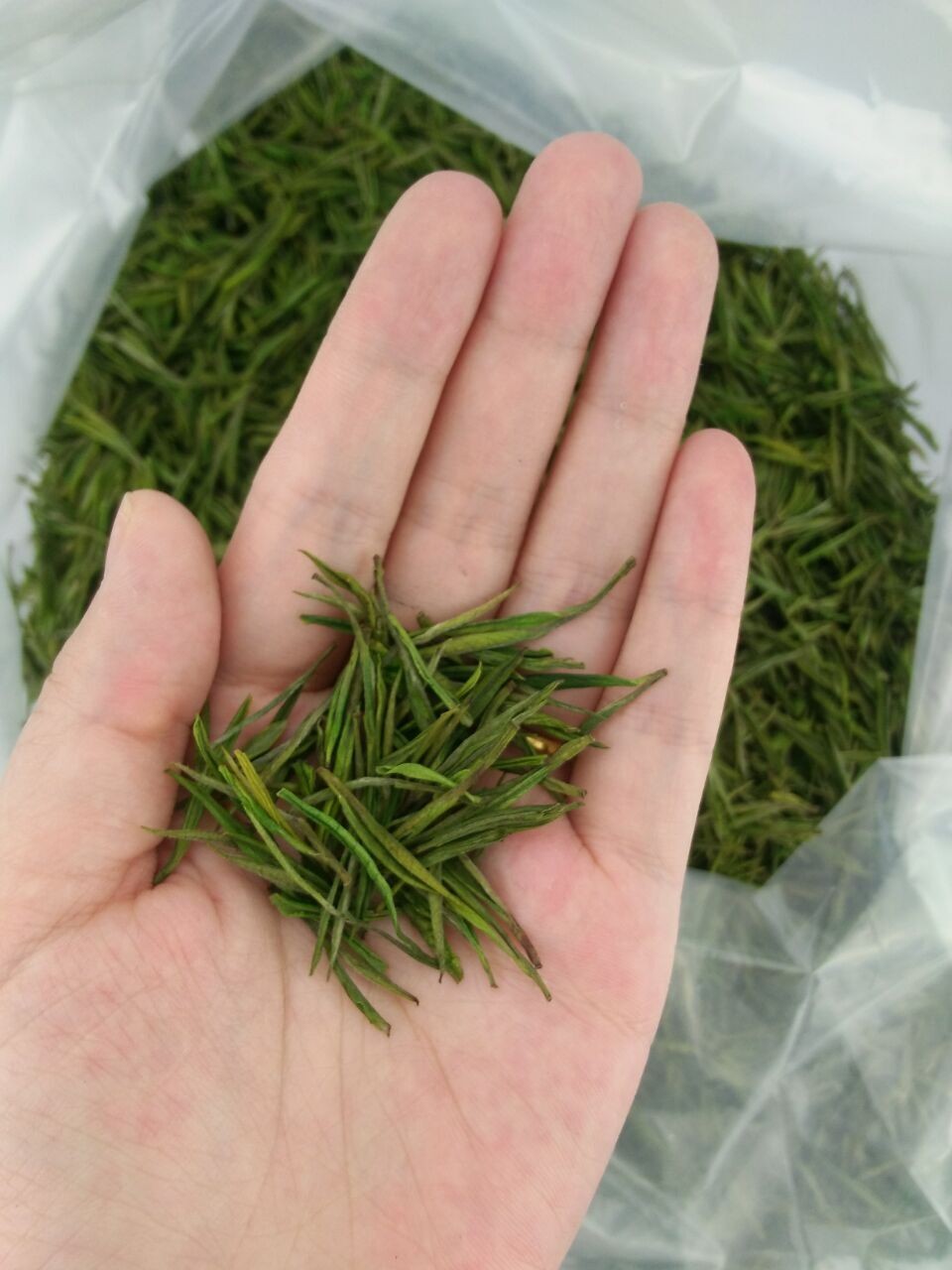 半斤装250克明前一级安吉珍稀白茶原产地安吉白茶散装 茶厂批发图2