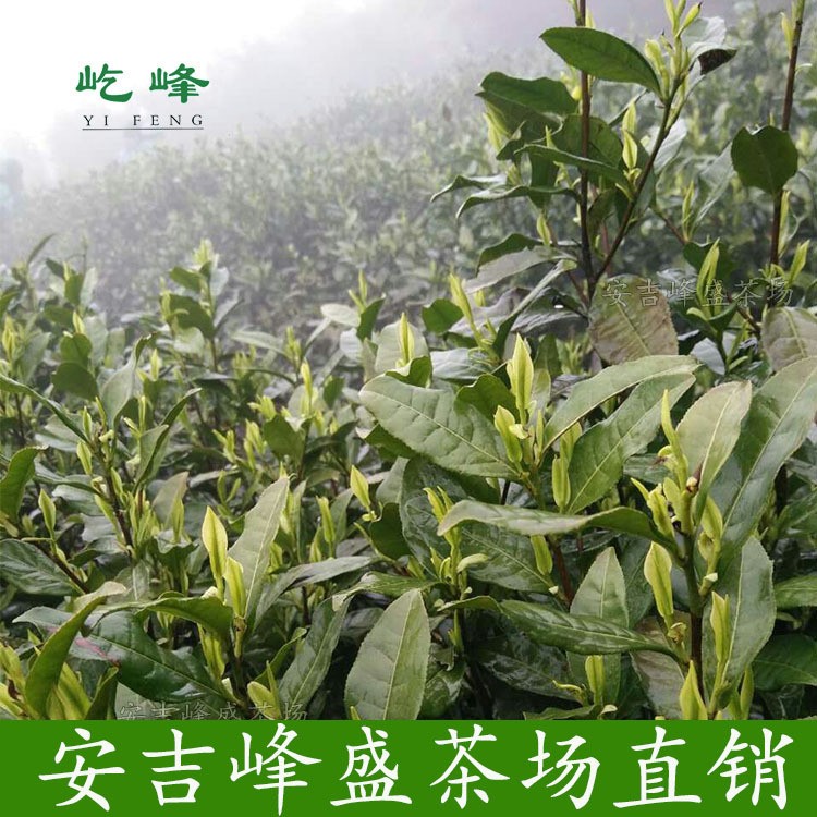 屹峰精品安吉白茶 特款2022明前级茶叶 250克绿茶原产地散茶批发图4